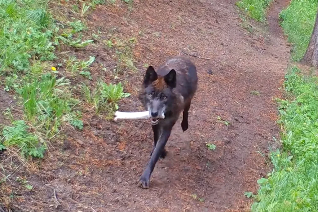 Wolf carrying a bone in its mouth