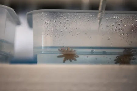 Juvenile sunflower sea stars at the Sunflower Star Laboratory in Moss Landing, California. At this phase, each is less than an inch wide, but they can grow to be more than three feet across as adults.