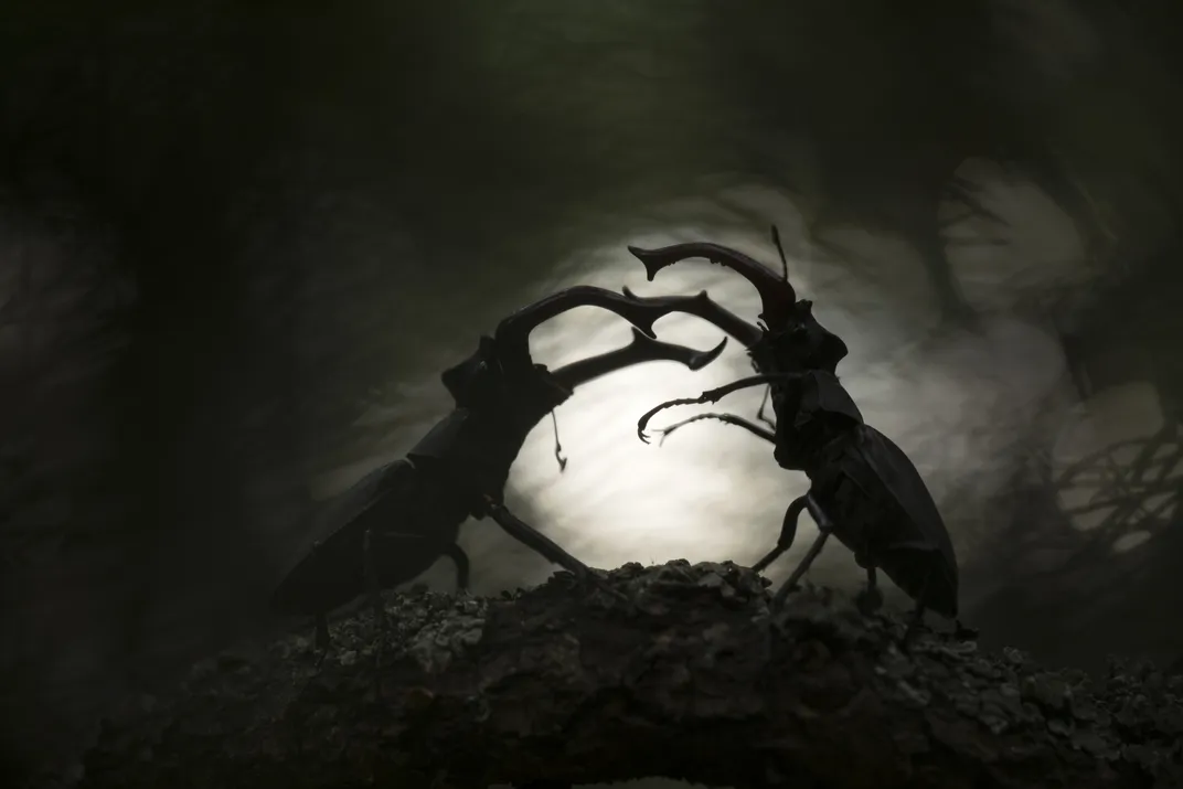 Silhouettes of beetles fighting each other