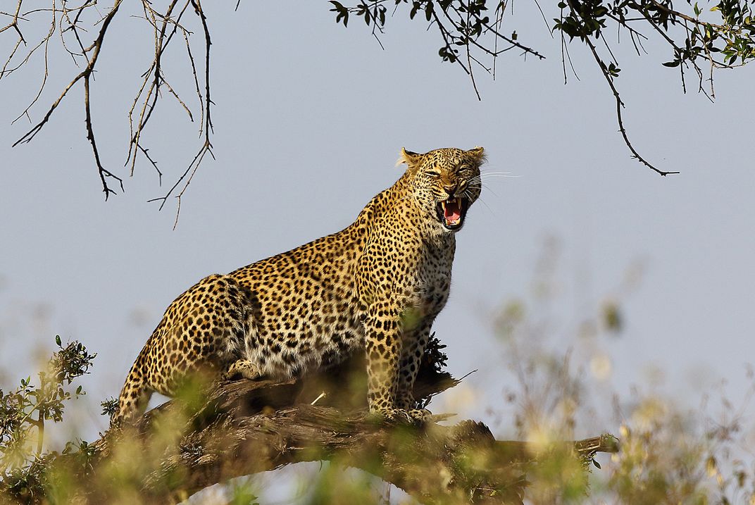 Leopard showing its dislike for onlookers | Smithsonian Photo Contest ...