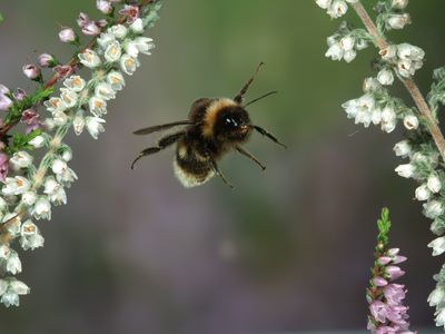Buff-Tailed Bumblebee (Bombus terrestris) in flight through Heather flowers