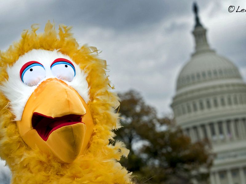 Big Bird protests in front of the US Capitol | Smithsonian Photo ...