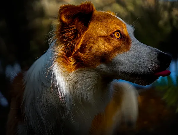 Eyes in the Marsh thumbnail
