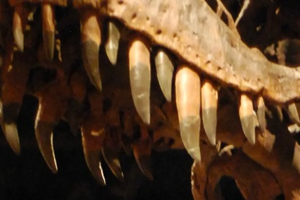 A reconstructed Tyrannosaurus rex at the Museum of Ancient Life