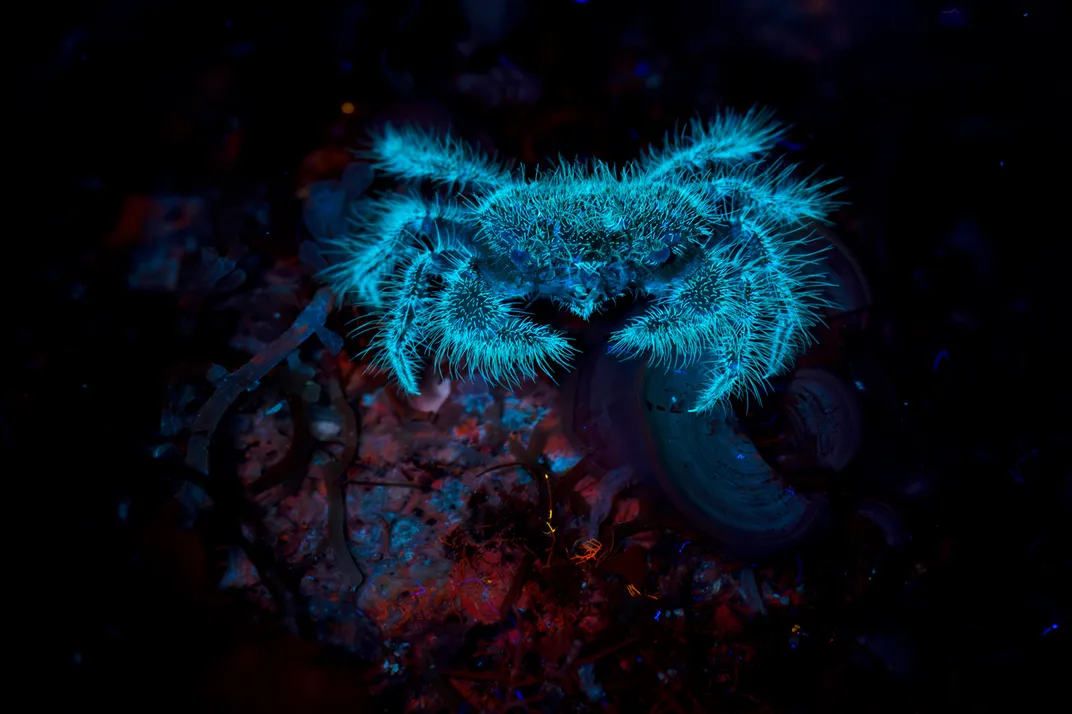 a crab glows blue in the darkness, looking furry with some red algae around it in the dark