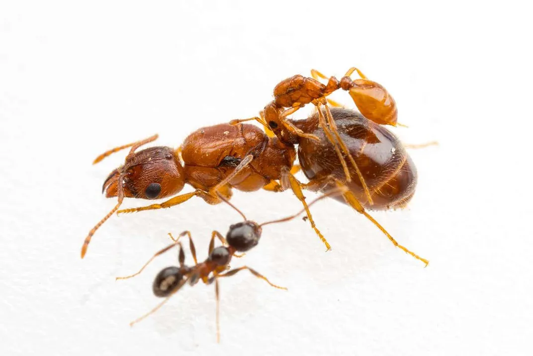 Texan 'Rodeo Ants' Ride on the Backs of Bigger Ants