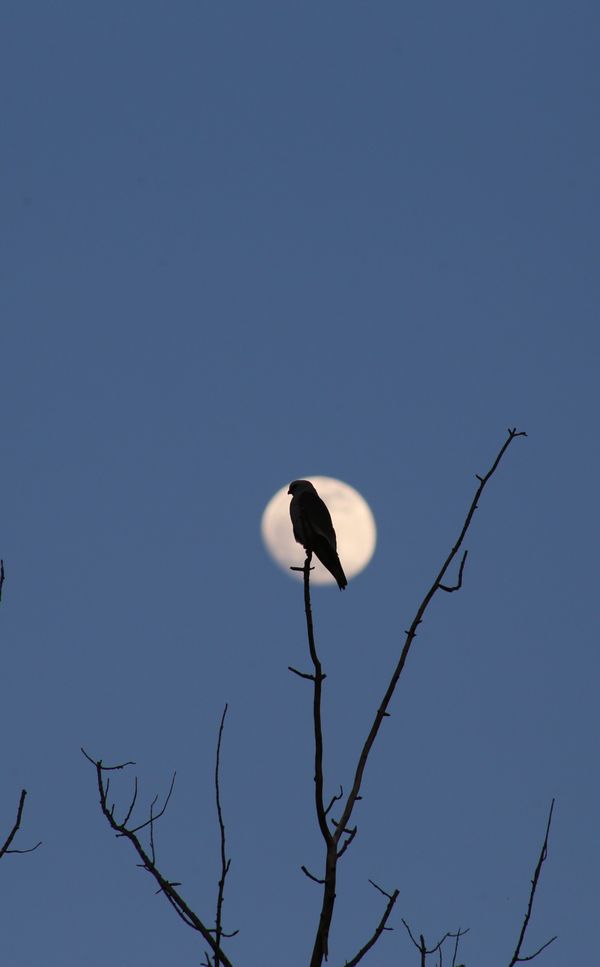 Mississippi Kite hawk enjoying the full moon thumbnail