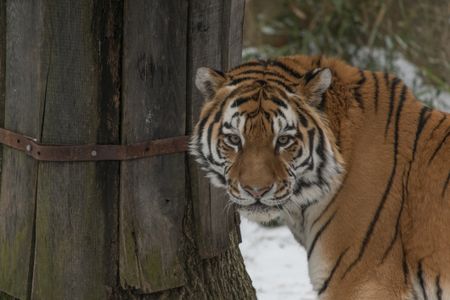 Pavel will be on hand for viewing at the Great Cats habitat, rotating with the Zoo's Sumatran tiger and African lions.