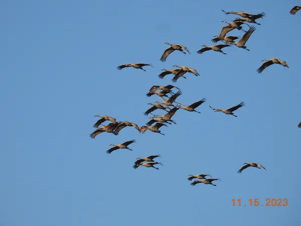 Sandhill cranes flying during the fall migration in Wisconsin. thumbnail