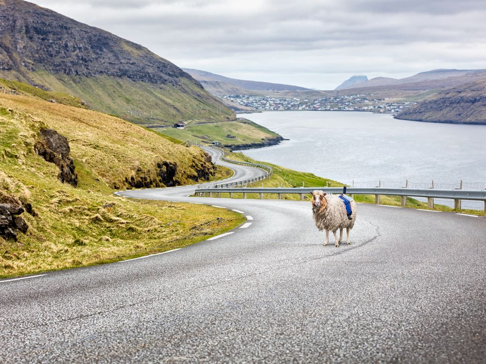 Sheep View