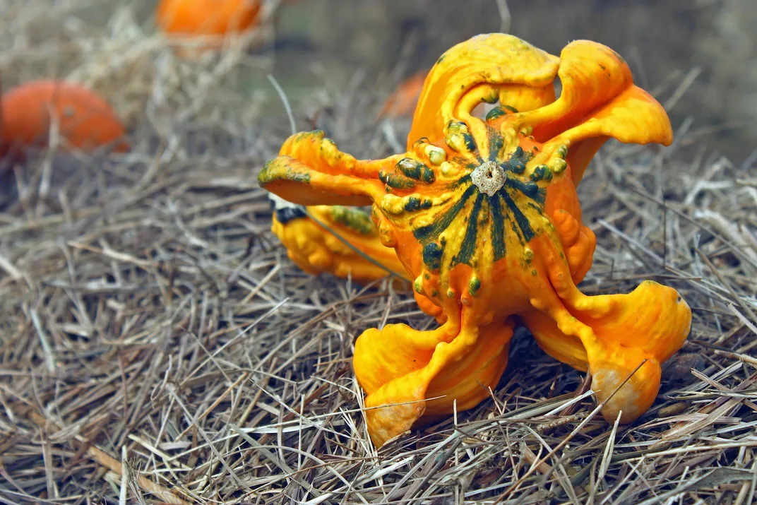 The Science Behind Decorative Gourd Season