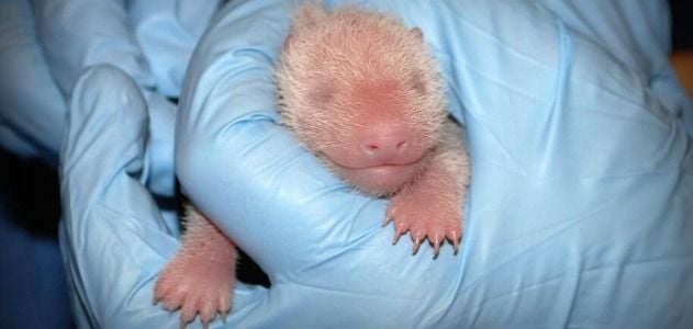 Baby panda cub