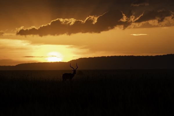 A male impala grazing in the plains during a sunset inside Masai Mara thumbnail