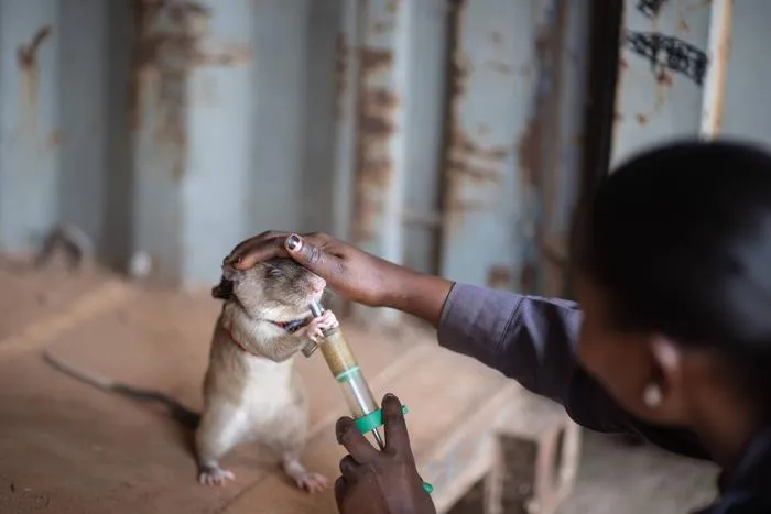 a person feeds a rat with a syringe and pats its head