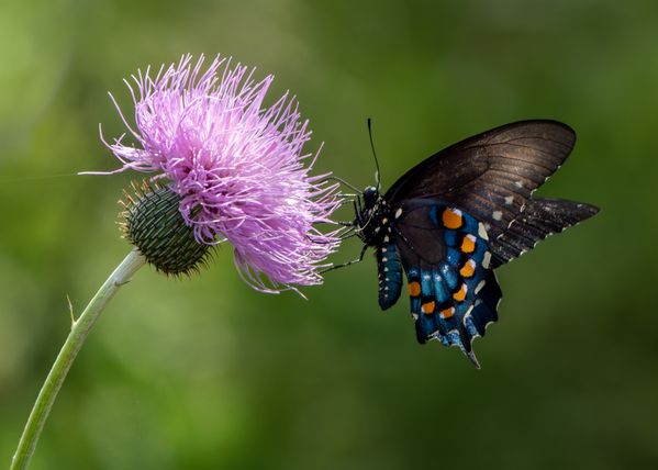 Texas Thistle and Blue Swallowtail Butterfly thumbnail