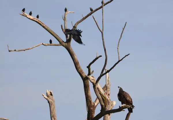 Tammie Dullum thumbnail