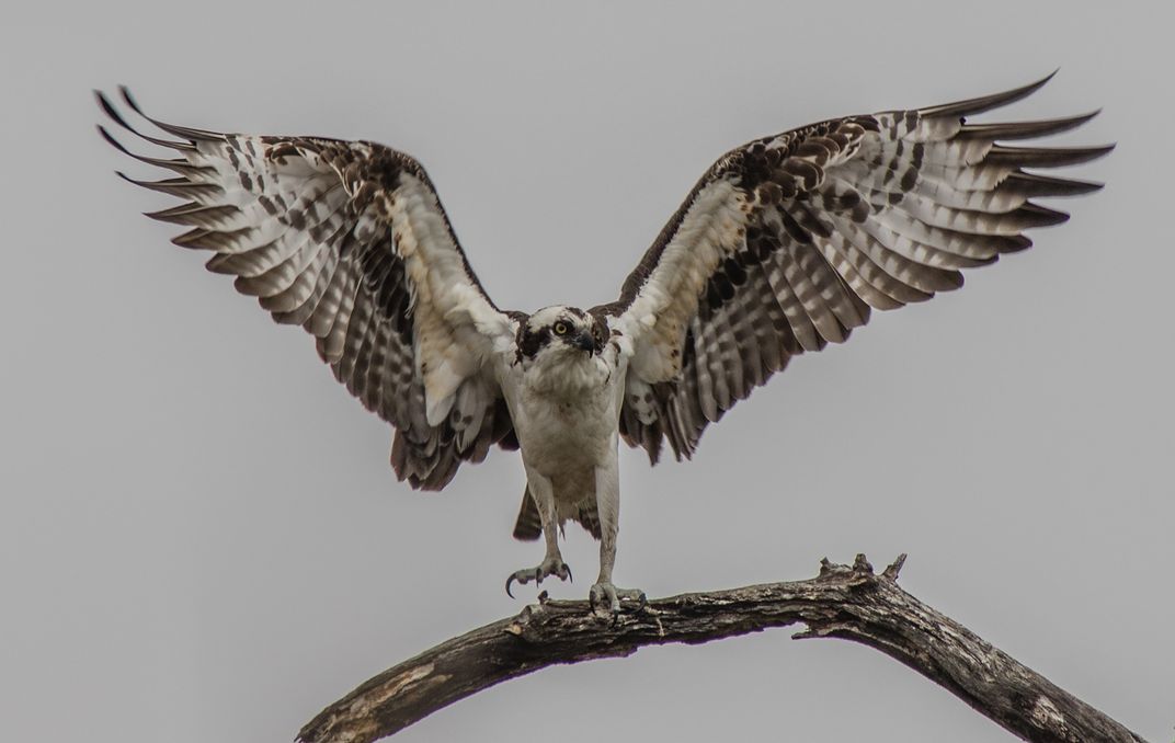 Osprey Landing Smithsonian Photo Contest Smithsonian Magazine