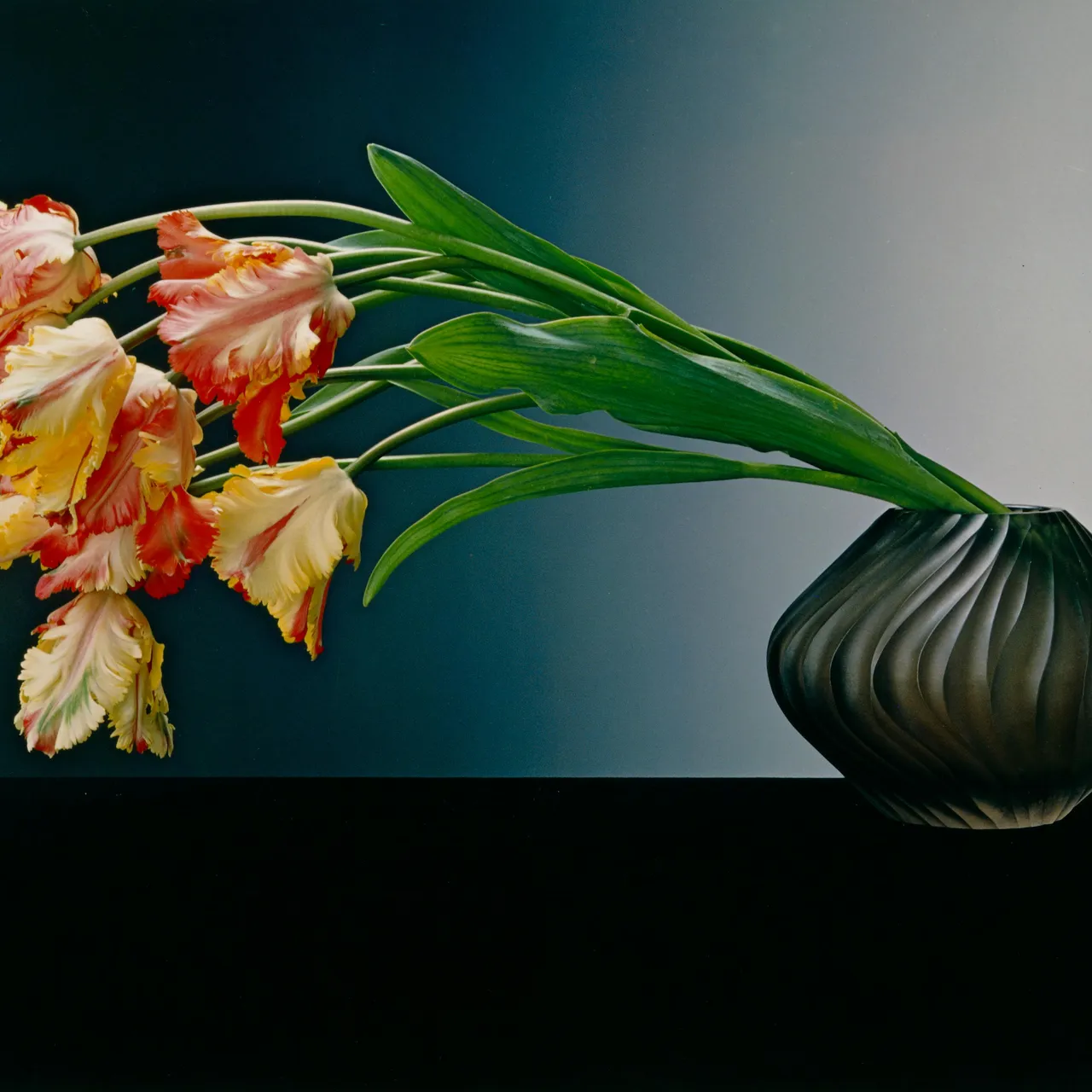 Amazon.com: Mapplethorpe The Complete Flowers: 9783832791681