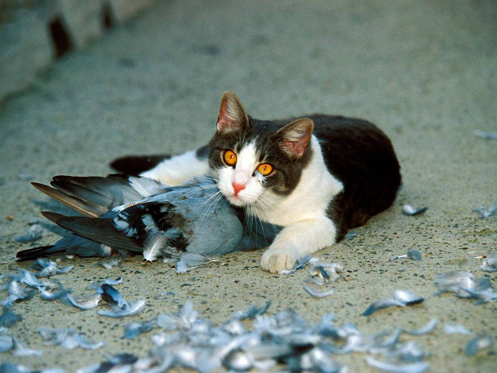 Real-Life Cats Are Loving Watching Their Owners Play Stray