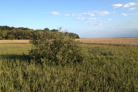 A black mangrove has taken root in this salt marsh in St. Augustine, Florida. 

