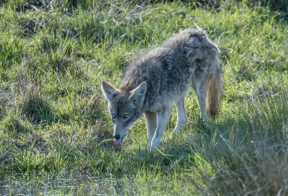 blue-eyed coyote