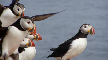 What possesses some people to study the parenting skills of Atlantic puffins for decades?