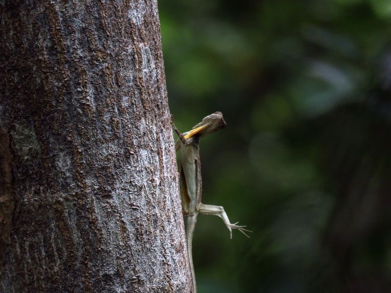 A flying lizard Smithsonian Photo Contest Smithsonian Magazine