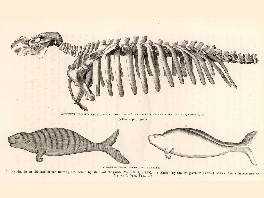 Steller's Sea Cow