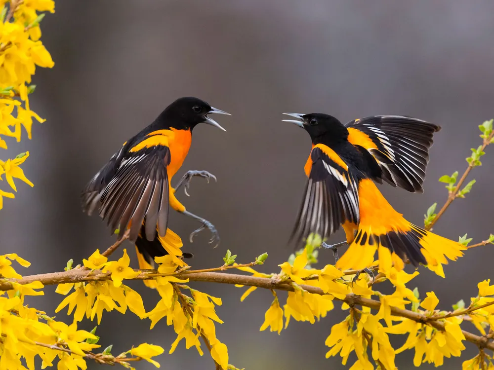 Raptors As Indicators of Ecosystem Health And Biodiversity  