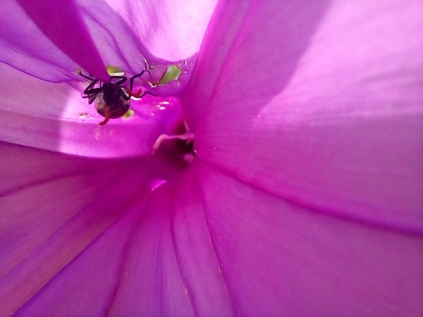 A bug inside a flower thumbnail