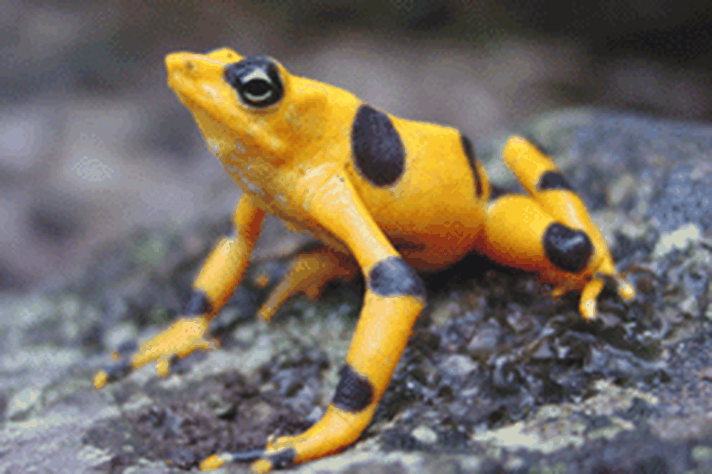 golden-frog-panama-amphibain-ark.gif