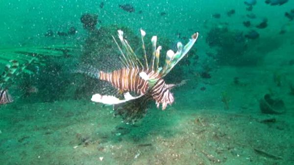 Preview thumbnail for The Colorful Lionfish Under the Sea