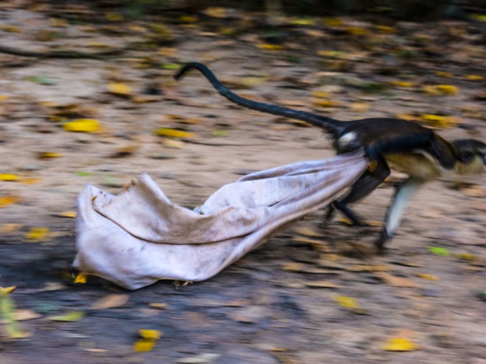 A Monkey running off with its prize in the wild | Smithsonian Photo ...