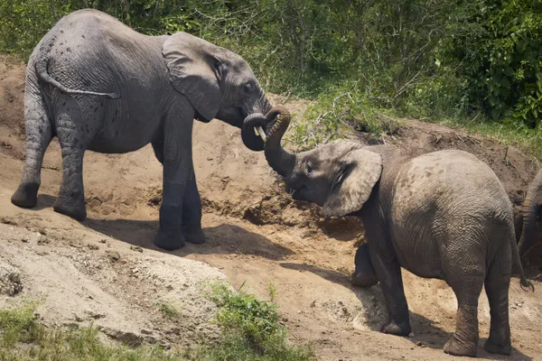 Family Bonds thumbnail