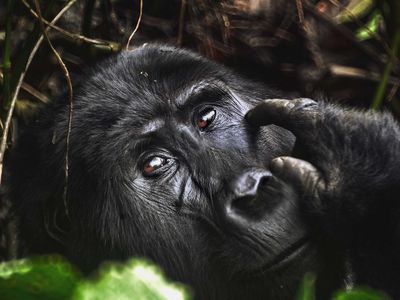 A mountain gorilla in Uganda