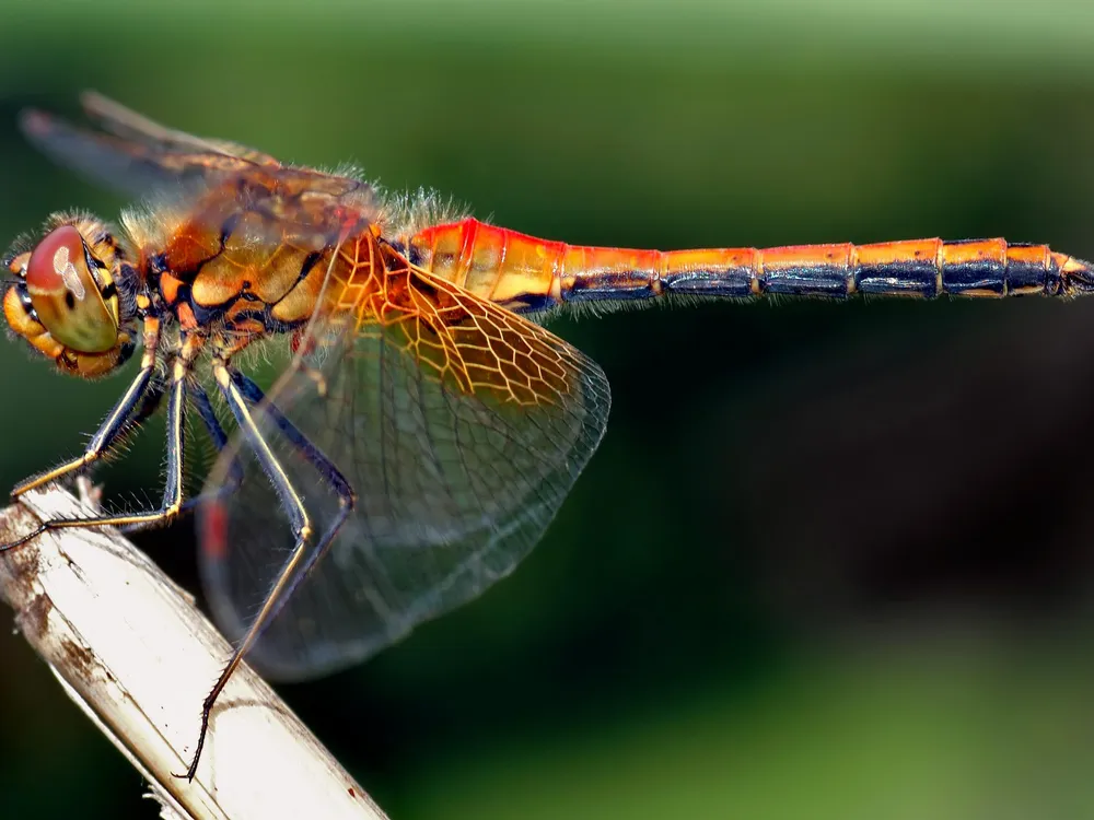 This image shows an about 1.6 inch (4 cm) large male Yellow-winged Darter (Sympetrum flaveolum) from the side
