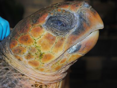 This loggerhead sea turtle was the 746th rescued last winter and brought to the New England Aquarium. The aquarium normally treats about 90 hypothermic sea turtles each season.