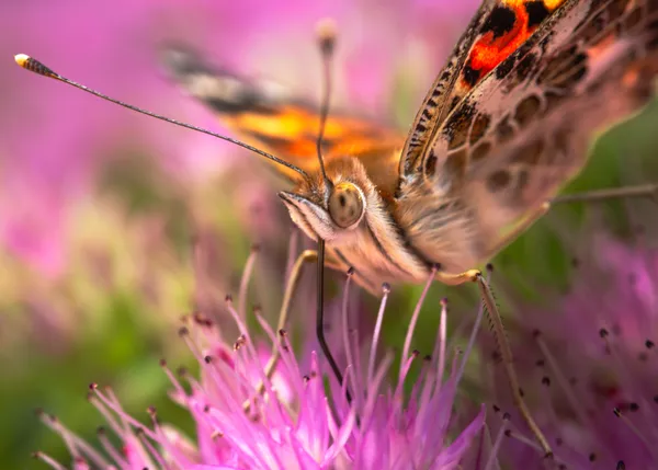 An American Lady Butterfly sips the nectar from sedum blossoms. thumbnail