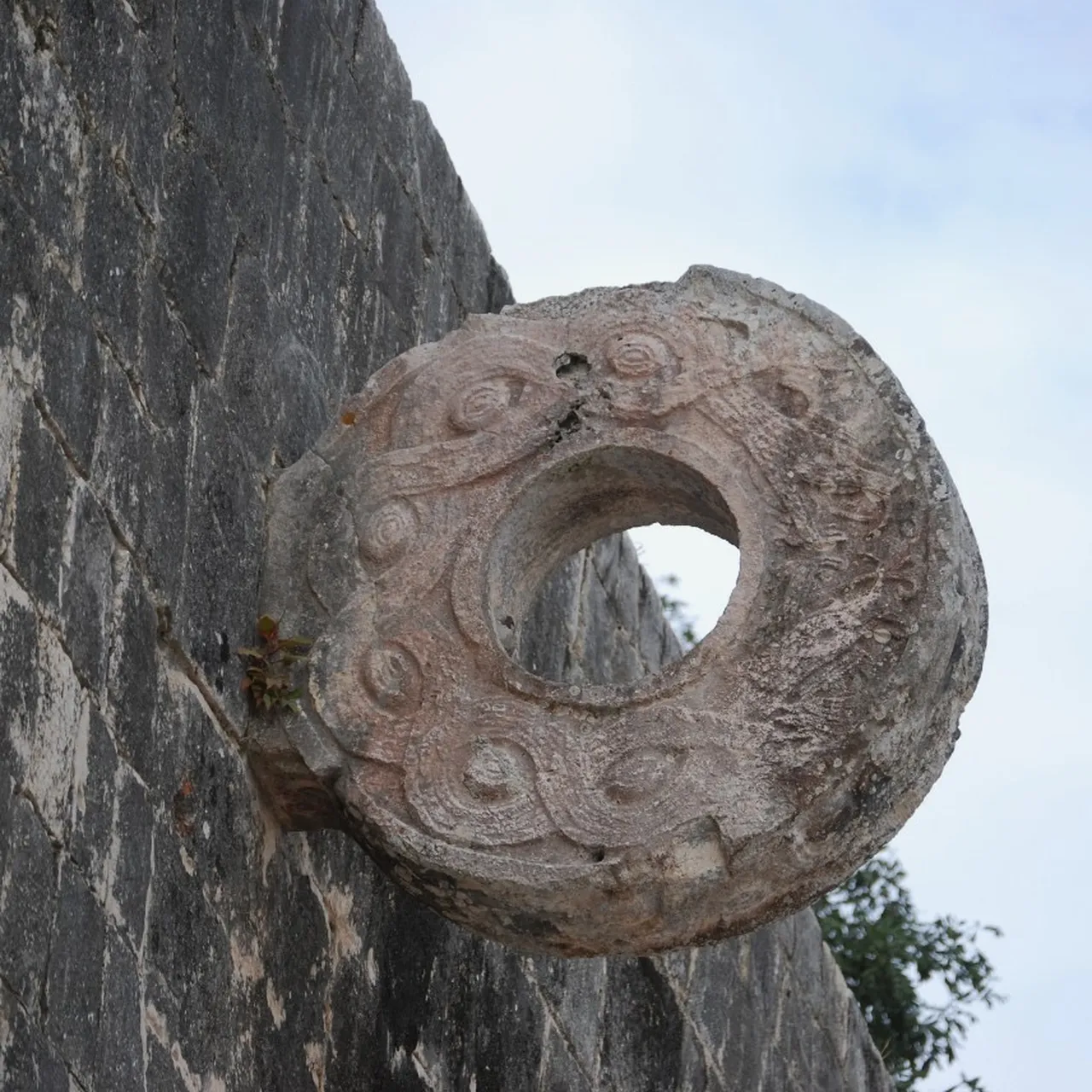 Hallucinogenic Plant Unearthed Beneath an Ancient Maya Ball Court