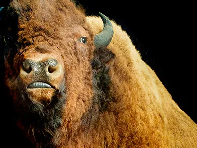American buffalo
