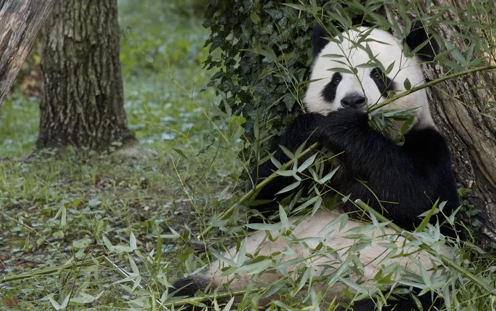 Tian Tian the panda munching on bamboo (social)