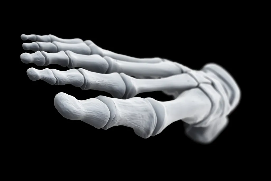 Foot Bones