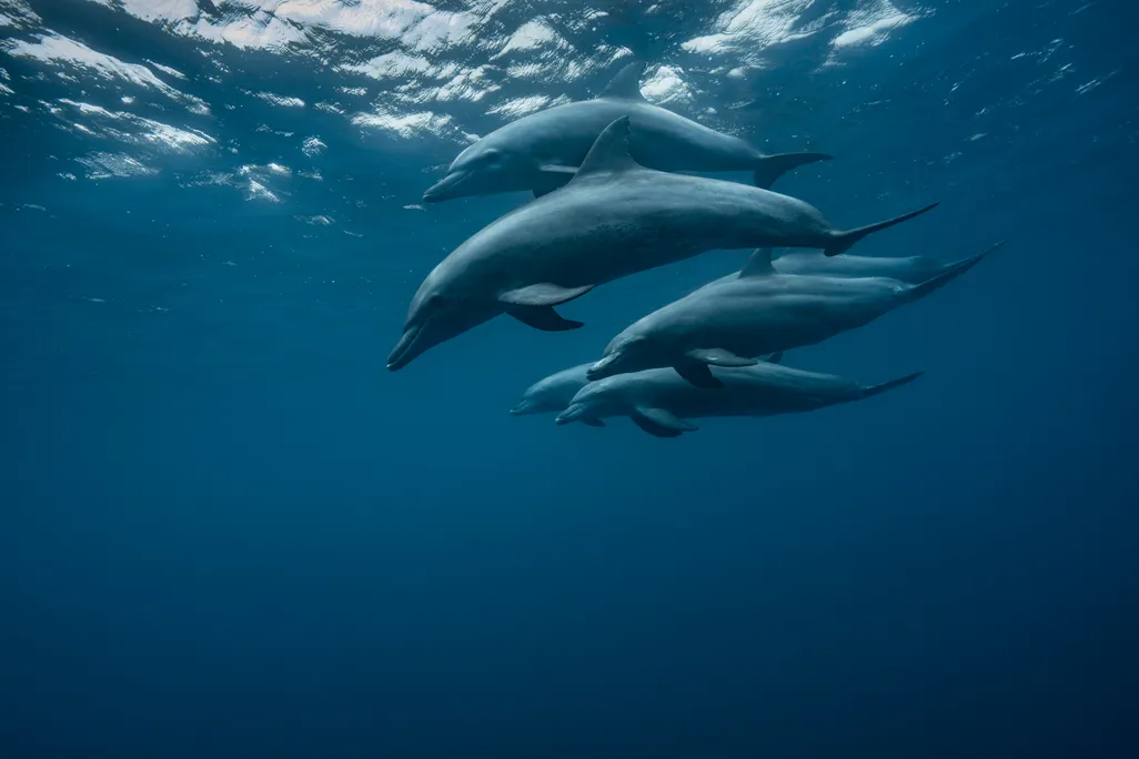 Group of five dolphins underwater