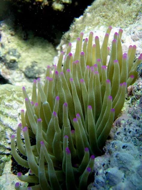 giant caribbean anemone