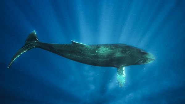 Singing in the sun thumbnail