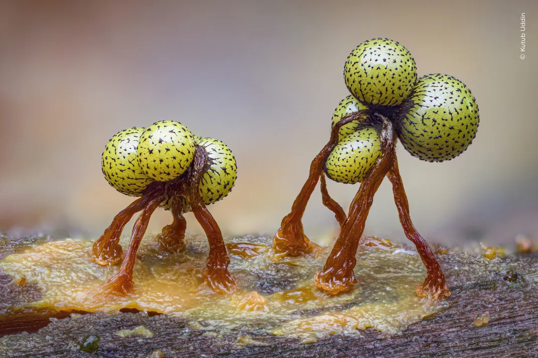orange stems grow from a log with fibrous threads on top of it, supporting green spheres with brown dots