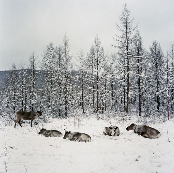 The Last Reindeer Tribe in China（5-5） thumbnail