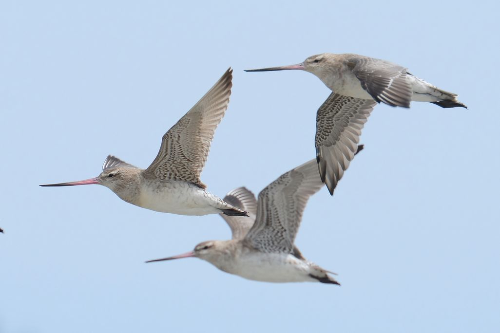 Three bar-tailed godwits fly together in front of a blue sky. They are seen flapping their pointed, speckled black and gray wings. They have long, thin, orange beaks with black tips at the end. 