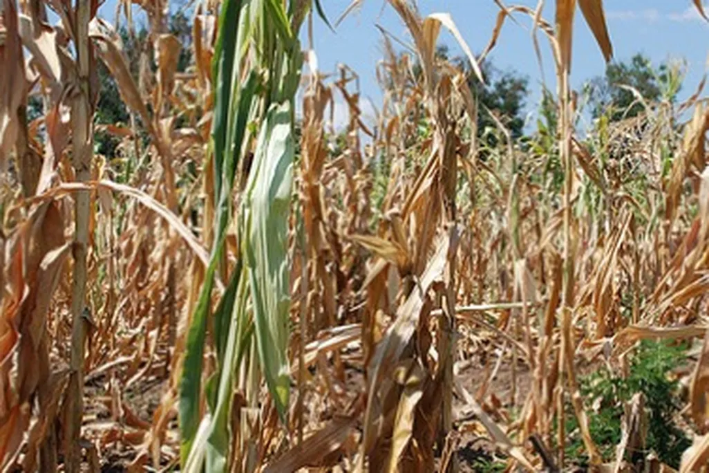 Could climate change (a drought in Tanzania) spark a violent conflict?
