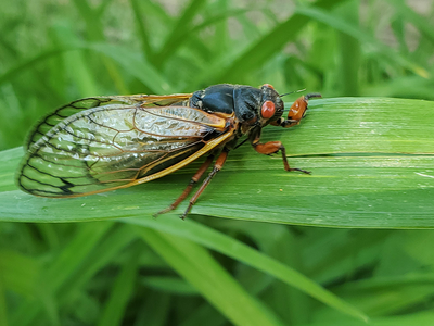 A 17-year Brood X cicada.